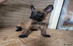 Belgian Shepherd Dog dogs for sale: Belgian malinois pups  - Image 1