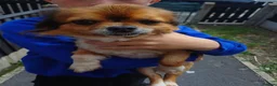 Chihuahua dogs for sale: Chihuahua puppies  - Advert 6