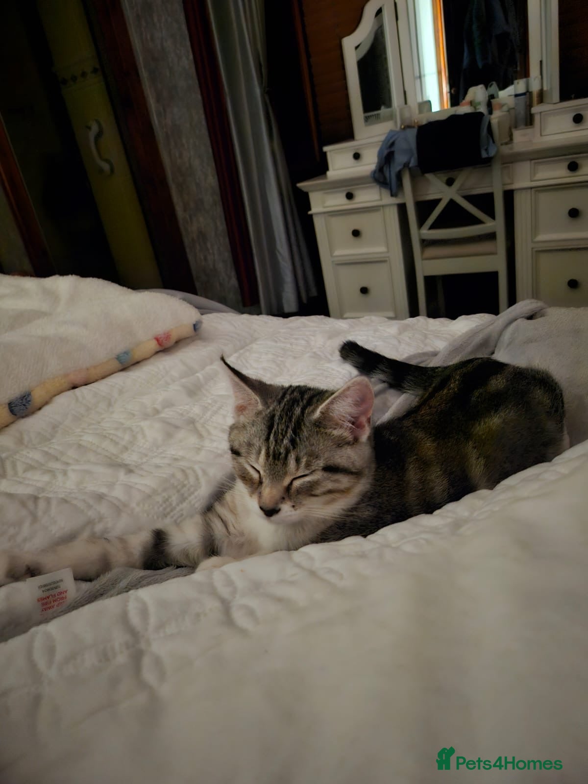 Bengal cats Looking for homes  - Advert 1