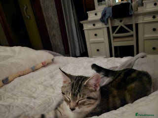 Bengal cats Looking for homes - Advert 1