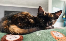 British Shorthair cats for sale: Little Tortoise Girl looking for forever home  - Image 6