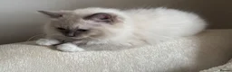 Ragdoll cats for sale: Gccf blue mitted girl ready now  💜💜💜 - Advert 8