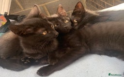 Mixed Breed cats for sale: 4 beautiful black kittens - Image 8