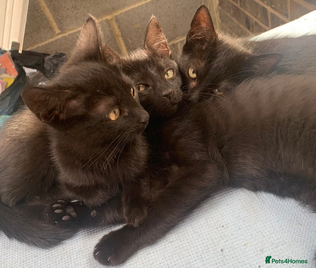Mixed Breed cats for sale: 4 beautiful black kittens - Image 8