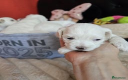 Bichon Frise dogs for sale: 6 bichon maltes - Image 8
