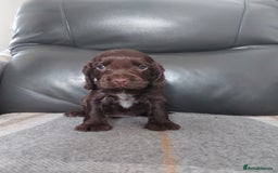 Cocker Spaniel dogs for sale: 8 beautiful kc reg show cocker puppy for sale - Image 8