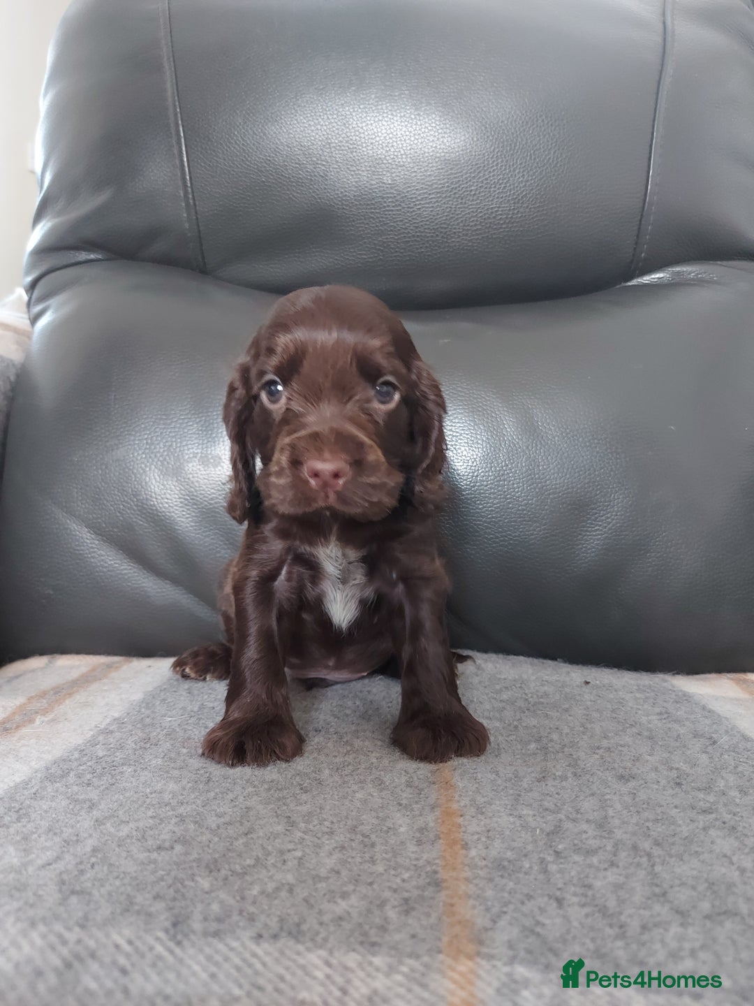 Cocker Spaniel dogs for sale: 8 beautiful kc reg show cocker puppy for sale - Image 8