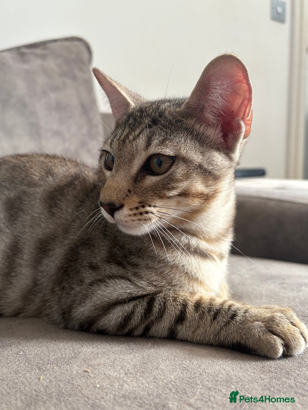 Savannah cats for sale: Stunning and Rare Kiwanga Pedigree F3 Savannahs  - Advert 2