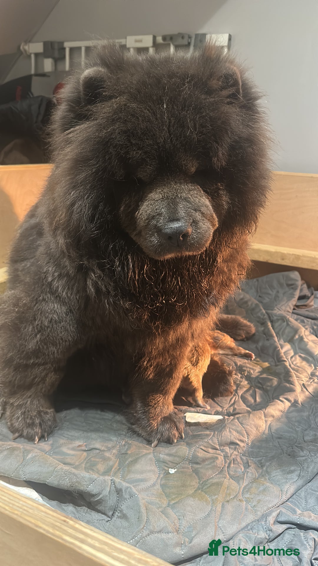 Chow Chow dogs for sale: Chow chow babies  - Advert 5