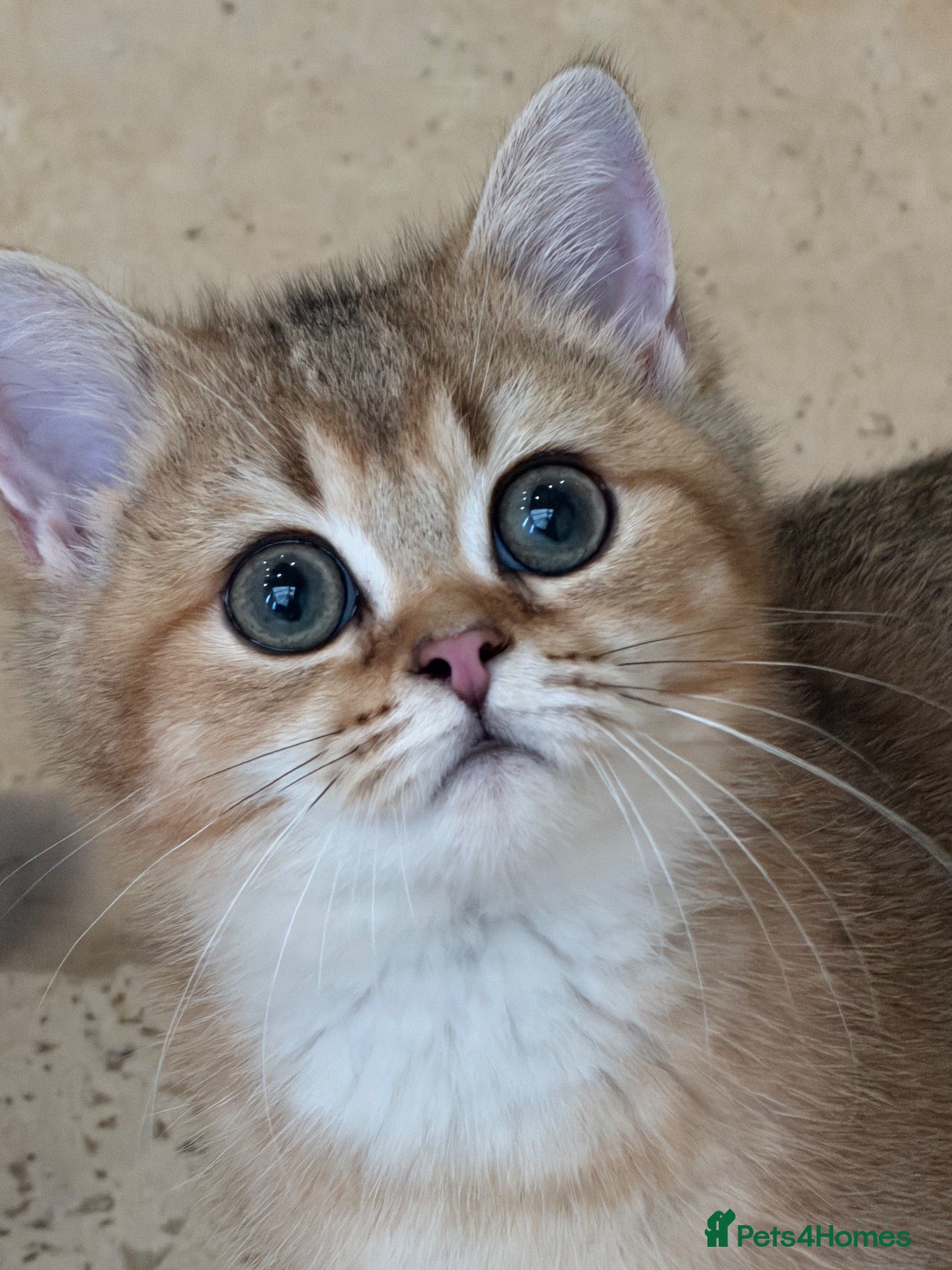 British Shorthair cats Golden & Silver BSH. 100% Pure pedigree Registered - Advert 2