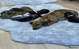 Dachshund dogs for sale: Adorable dachshund puppies ready for loving homes - Image 31