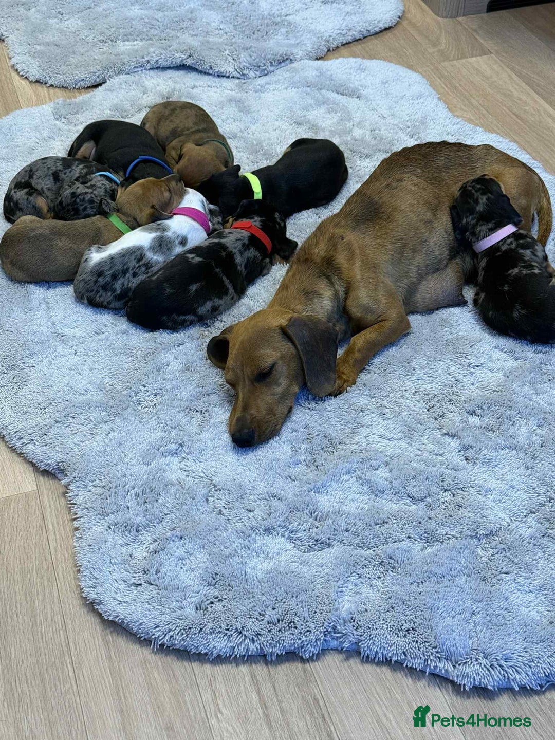 Dachshund dogs for sale: Adorable dachshund puppies ready for loving homes - Image 31