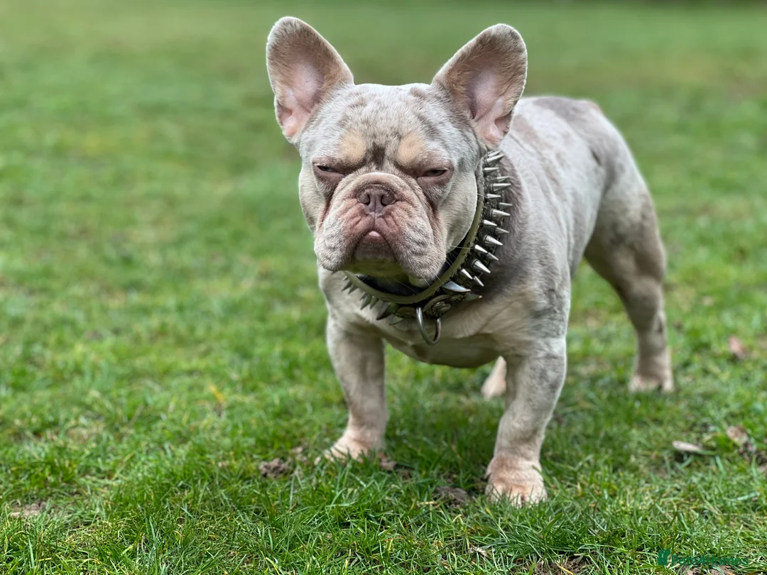 French Bulldog dogs for stud: THOR Newshade Isabella Fluffy carrier in Stevenage - Advert 4