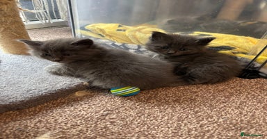 Ragdoll cats - Advert 13