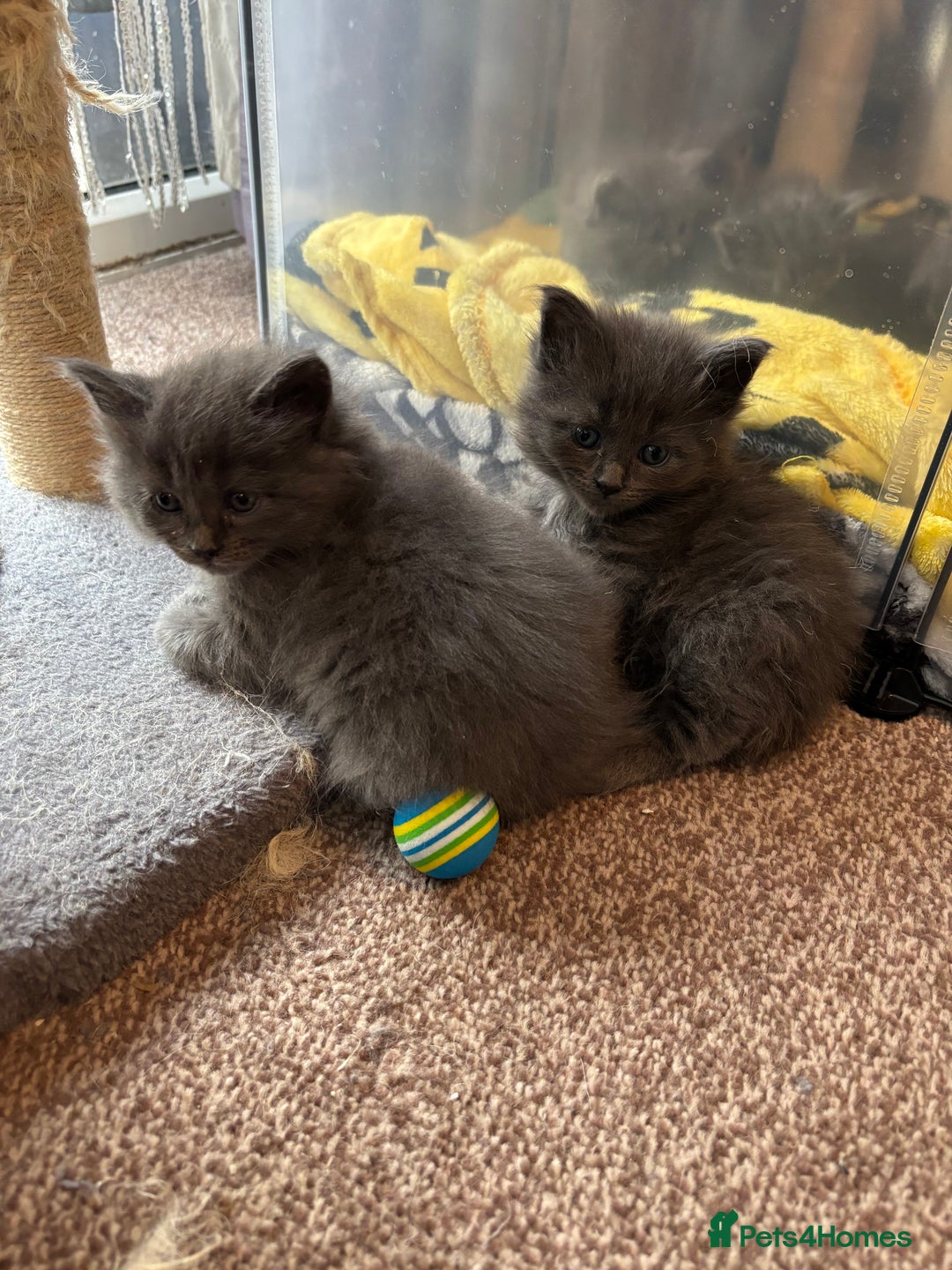 Ragdoll cats for sale: Half Ragdoll / maincoon kittens for sale  - Image 2