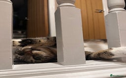 Mixed Breed cats for sale: Noah - 7 year old tabby cat - Image 4