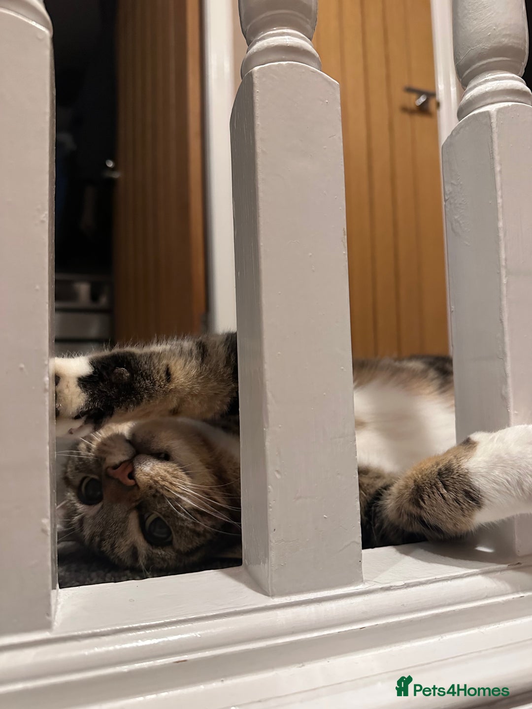Mixed Breed cats for sale: Noah - 7 year old tabby cat - Image 4