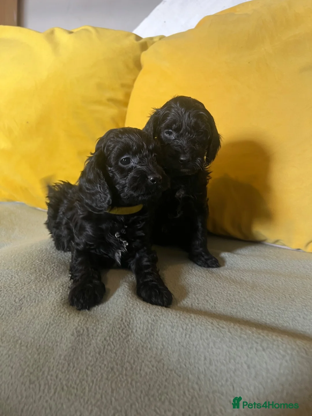 Cockapoo dogs for sale: Cockapoo puppies parents health tested  - Advert 1