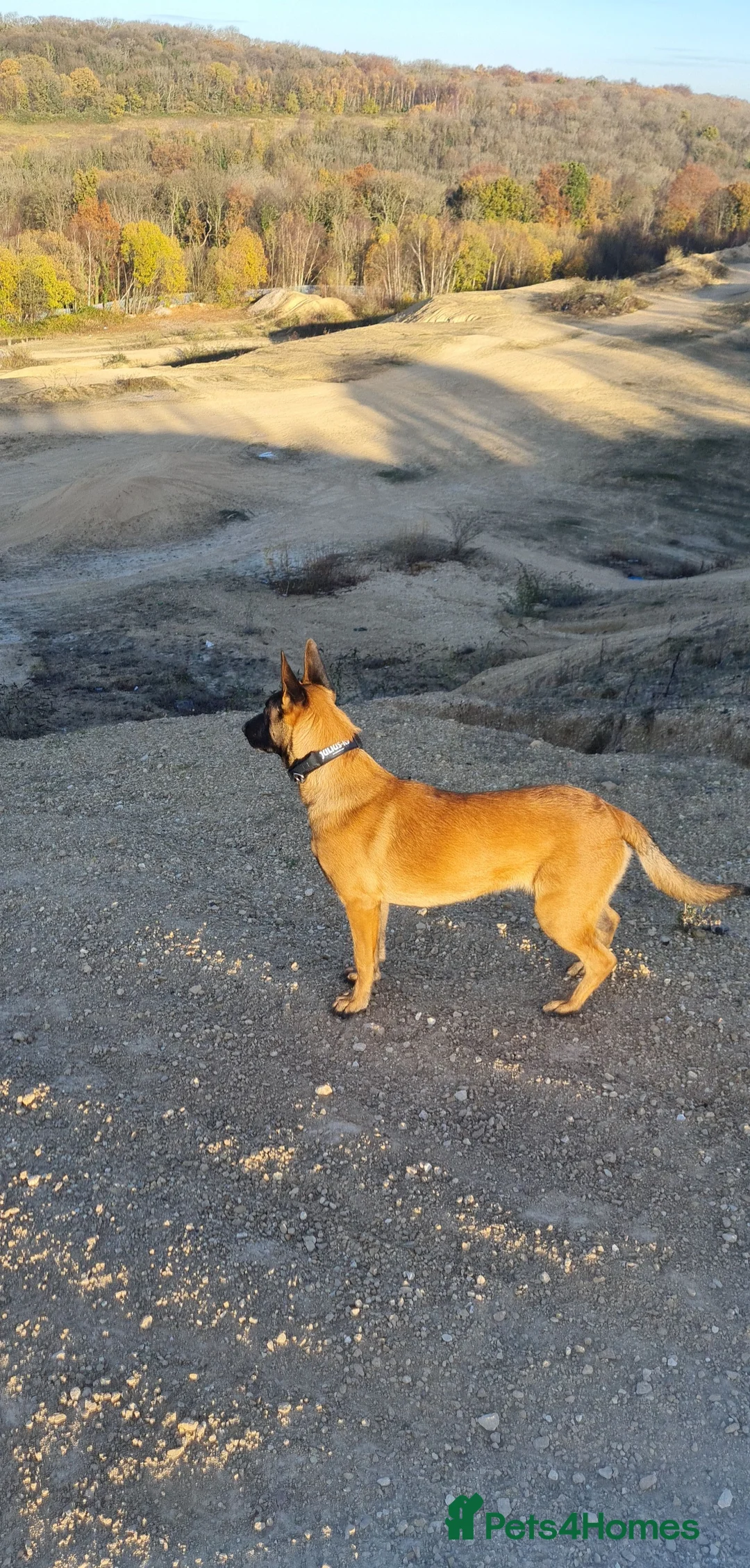 Belgian Shepherd Dog dogs for stud: Belgian malinois in Doncaster - Advert 7