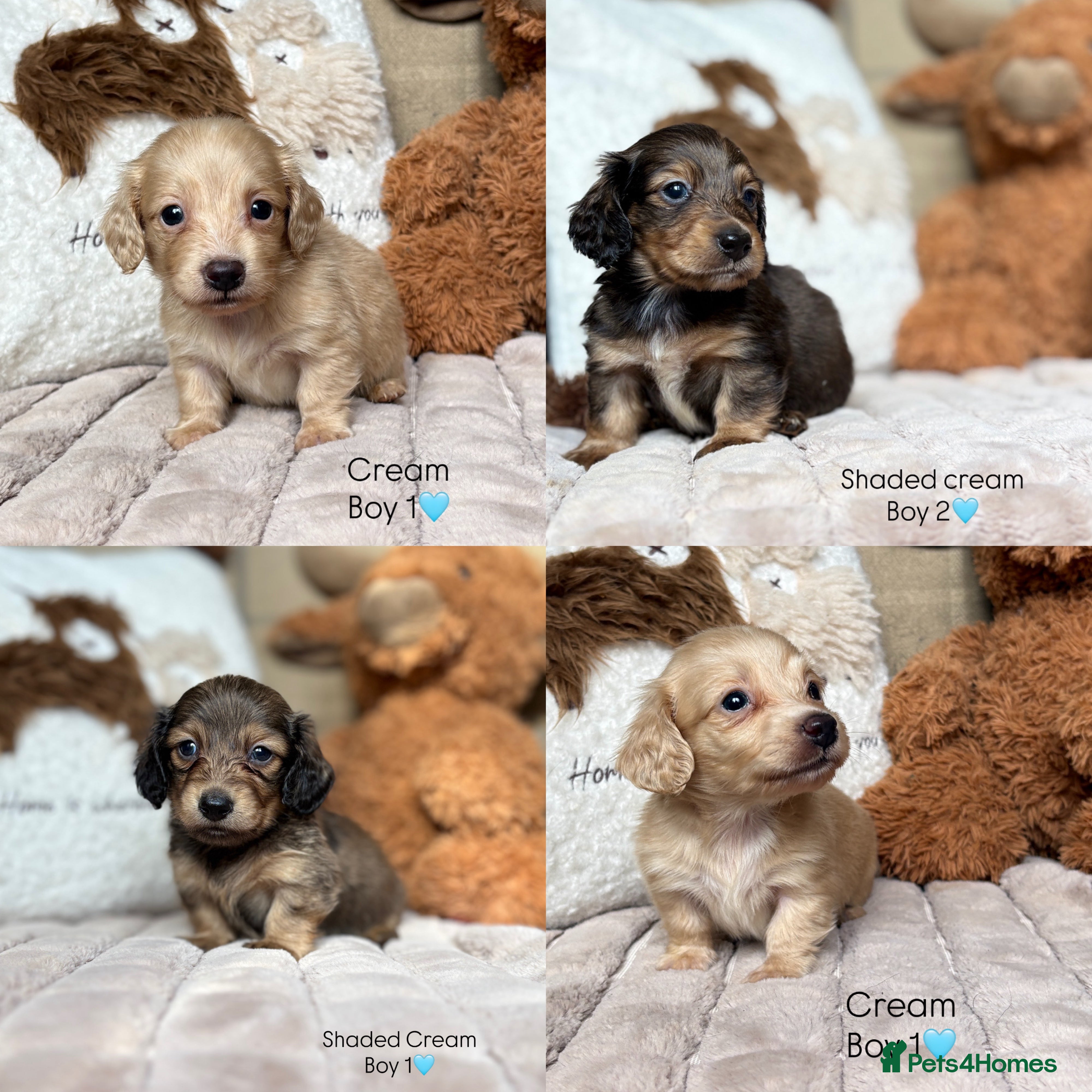 Miniature Dachshund dogs KC CREAM LONG HAIRED MINIATURE DACHSHUNDS🤍 - Advert 6