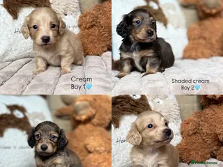 Miniature Dachshund dogs KC CREAM LONG HAIRED MINIATURE DACHSHUNDS🤍 - Advert 2