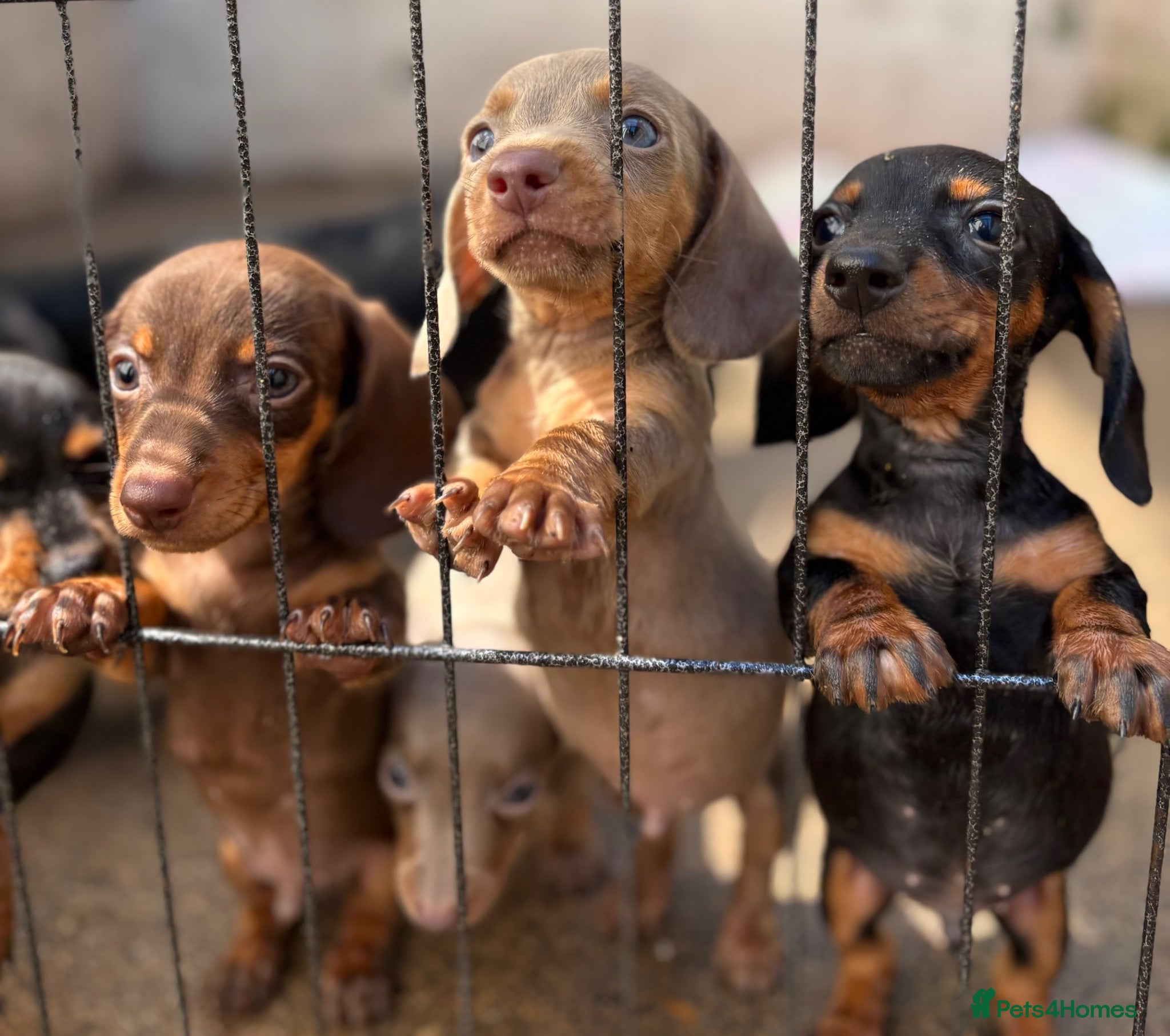 Miniature Dachshund dogs 5 miniature dacshunds puppies  - Advert 12