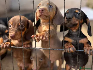 Miniature Dachshund dogs Last 5 miniature dacshunds puppies ready in 3days - Advert 6