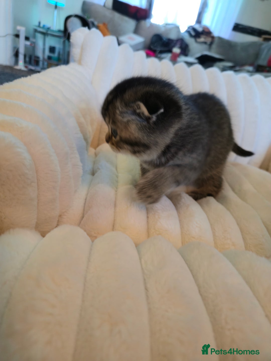 Scottish Fold cats for sale: scottish fold kittens for sale - Advert 14