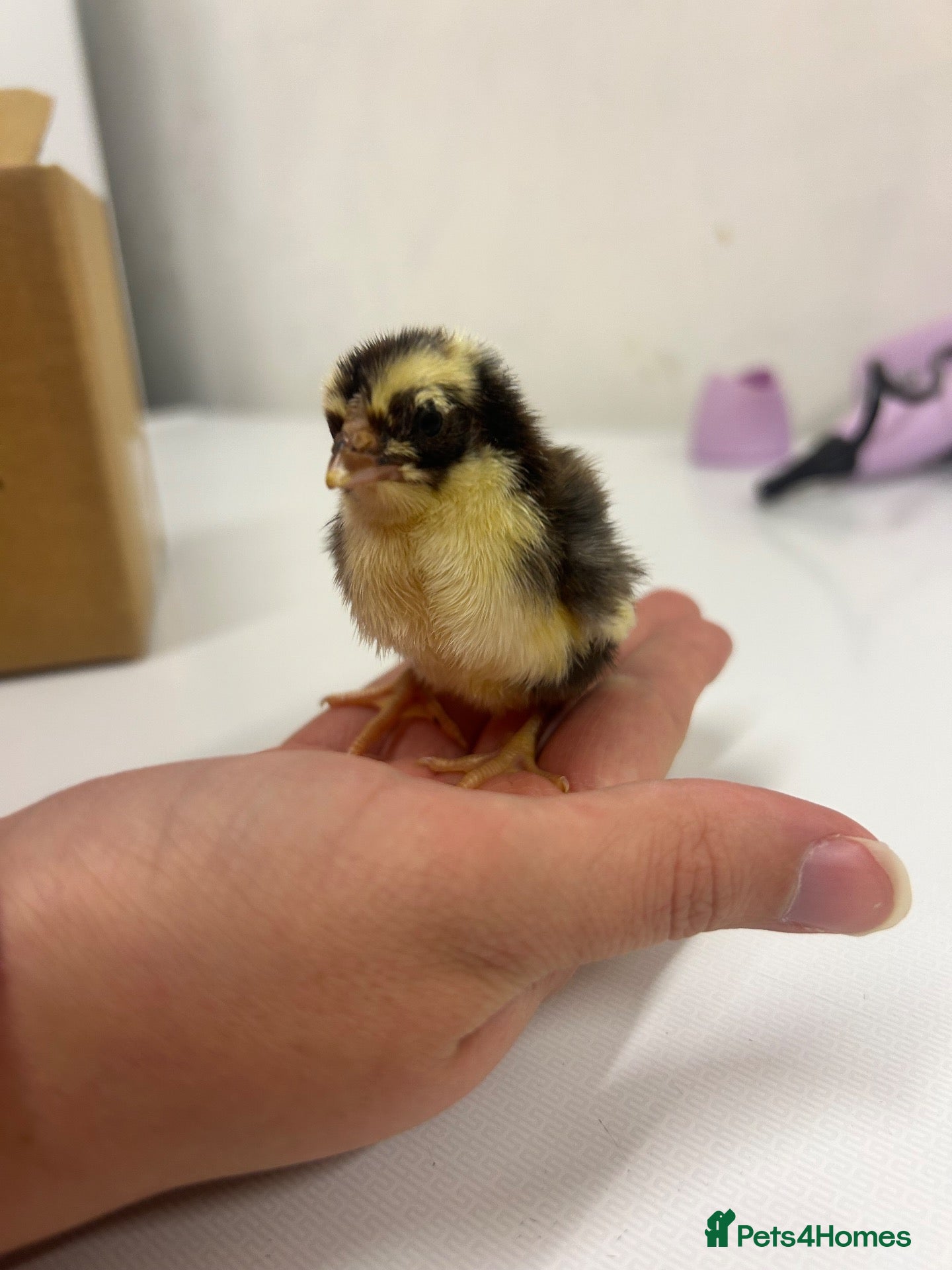 Chickens poultry Mixed breed chicks - Advert 1