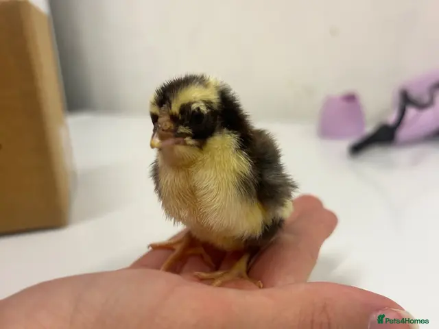 Chickens poultry for sale: Mixed breed chicks - Advert 1