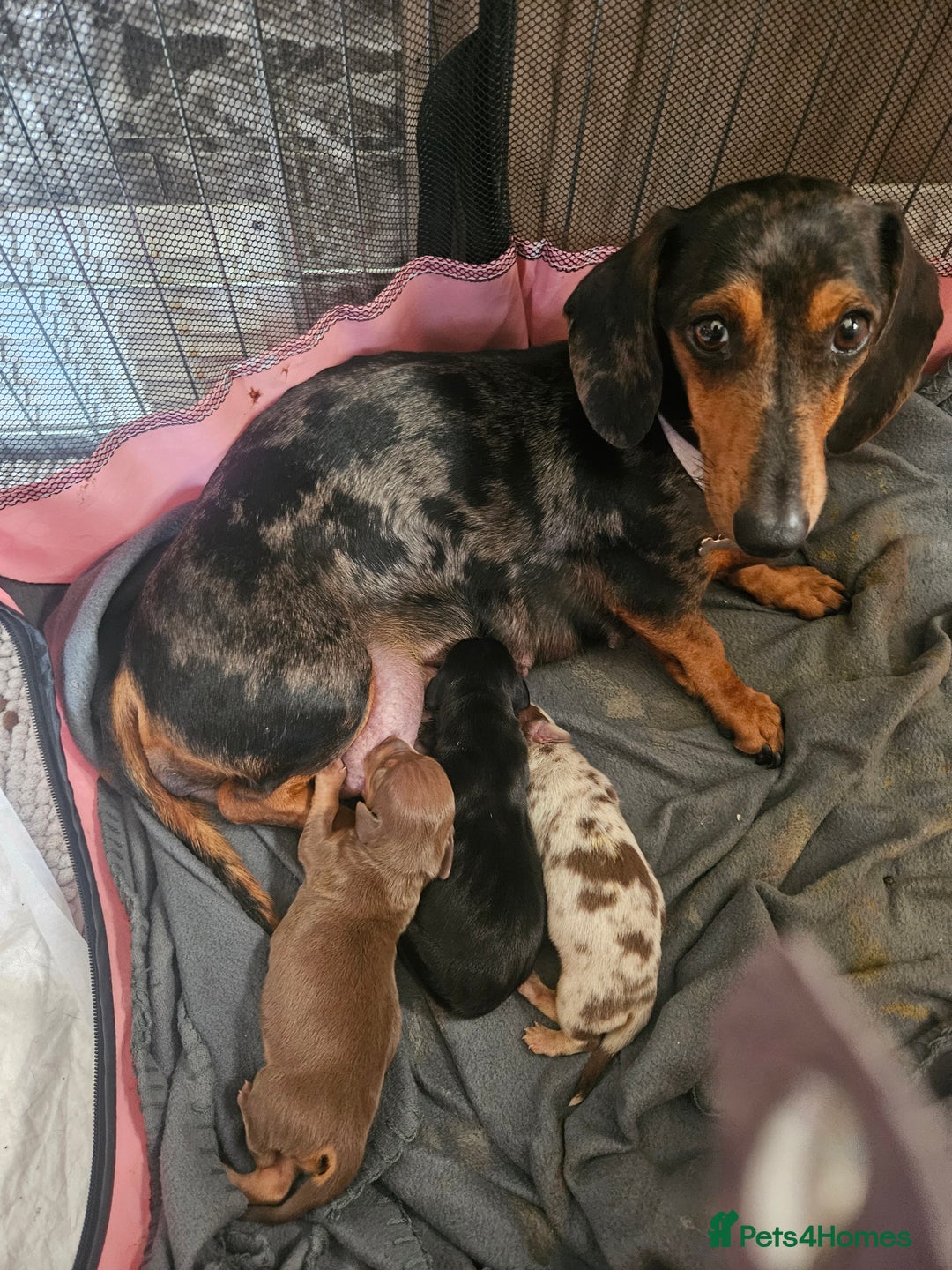 Dachshund dogs for sale: Dachshund puppies for sale - Image 6