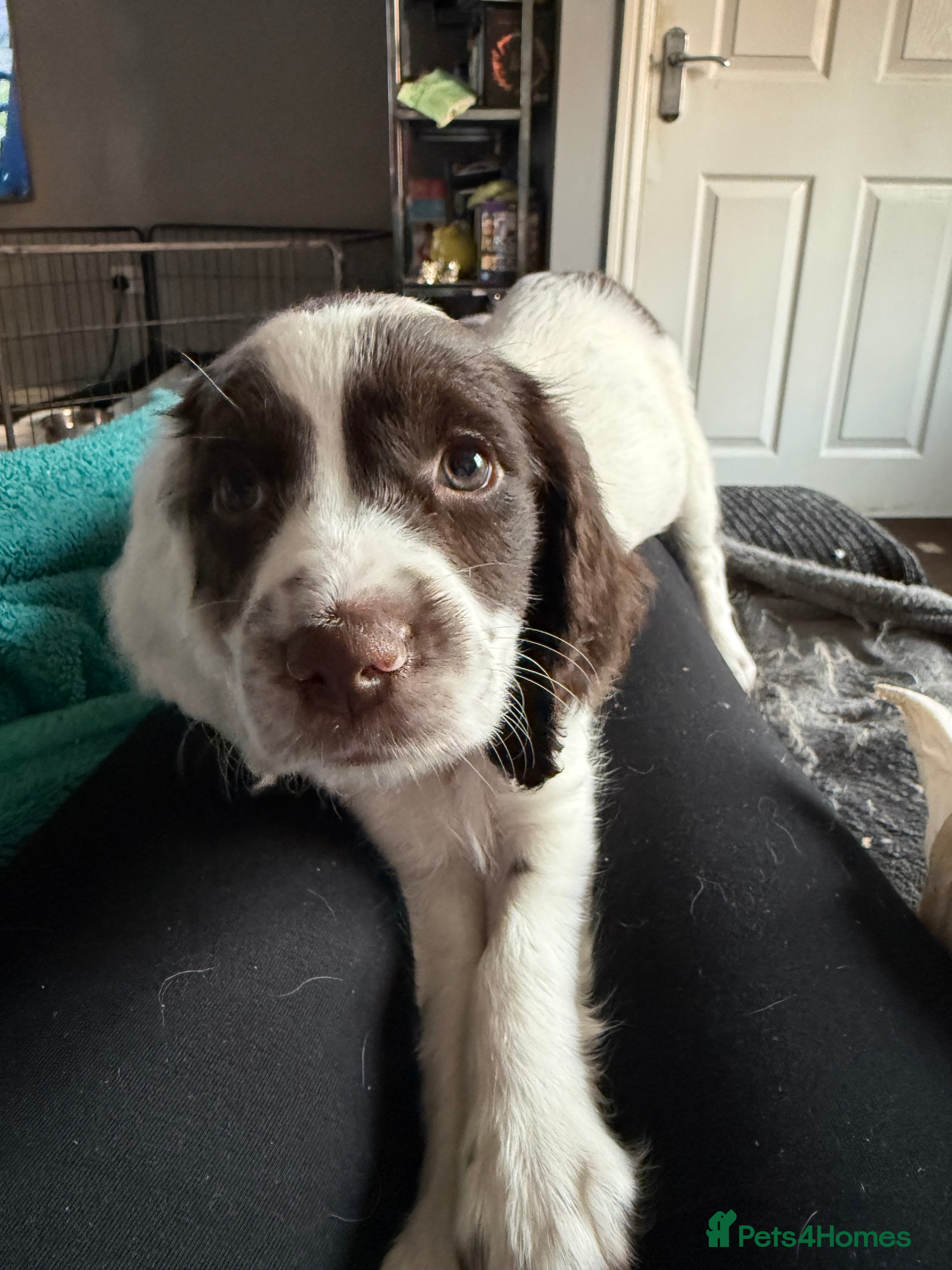 Sprocker dogs Sprocker ⭐️only 3 girls left ⭐️ - Advert 2