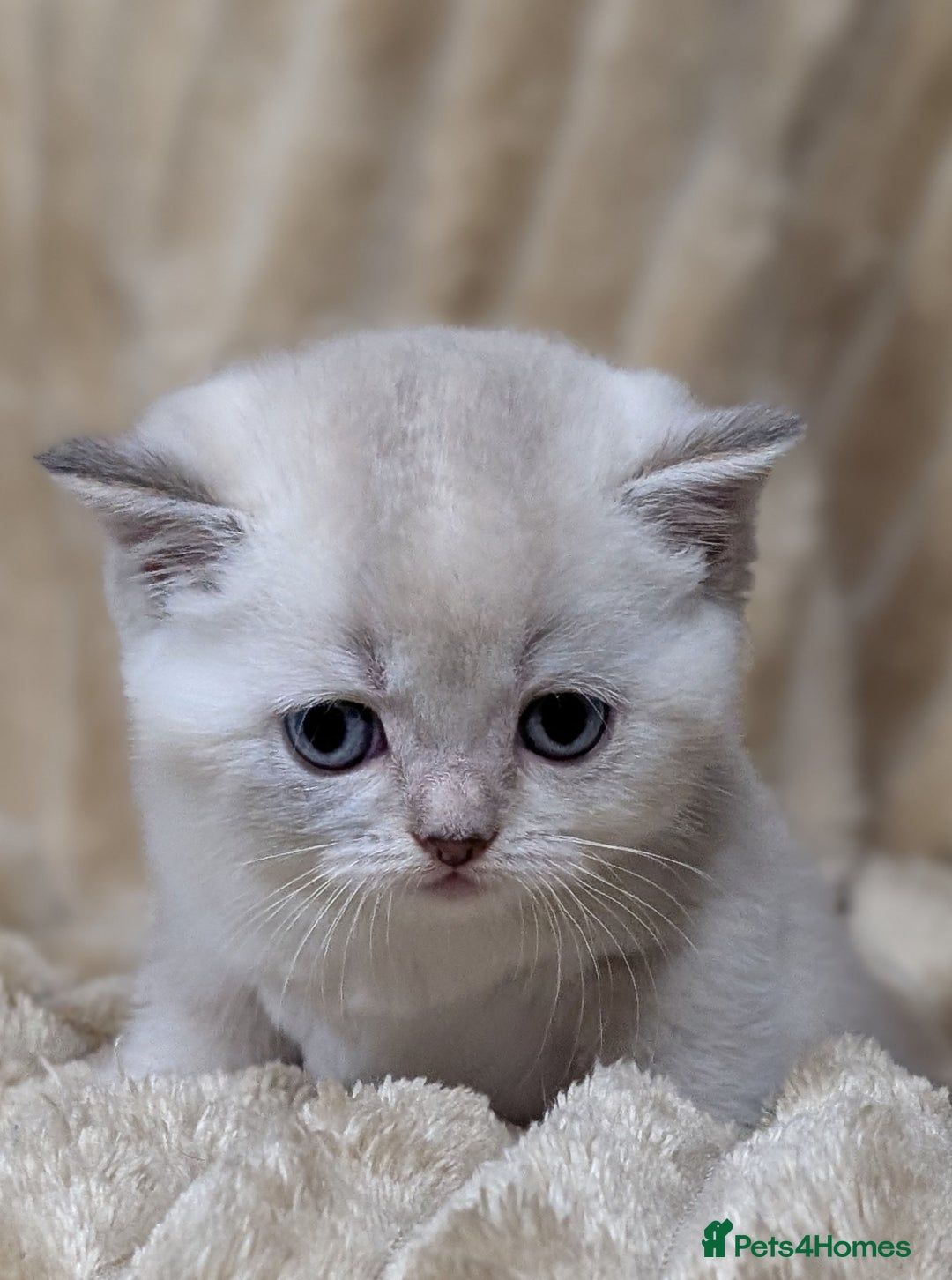 Scottish Fold cats for sale: 🐾TICA red ❣️SCOTTISH Fold•Straight - Advert 33