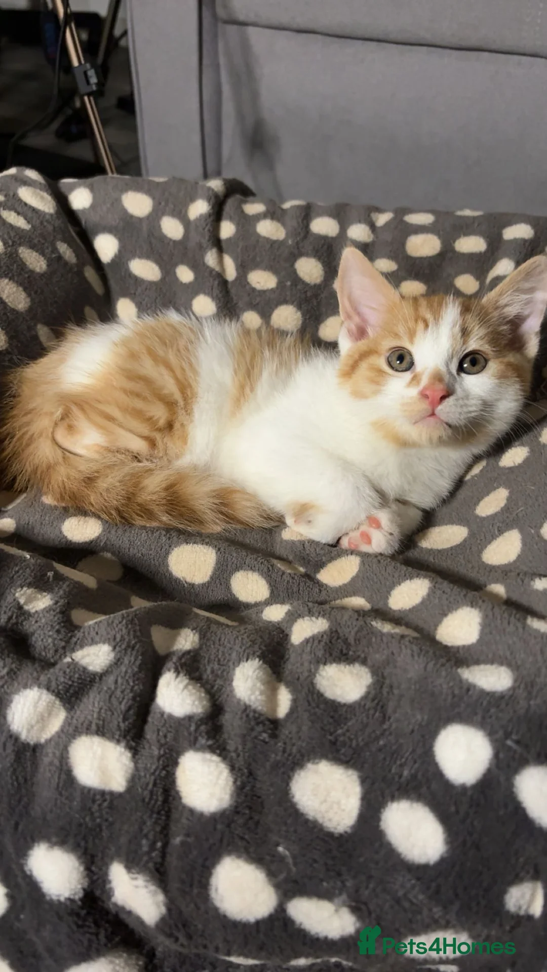 Mixed Breed cats for sale: X5 Ginger Kittens - Ready to leave! - Advert 15