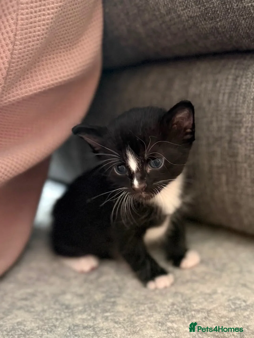 Burmese cats for sale: Burmese x kittens - Advert 1