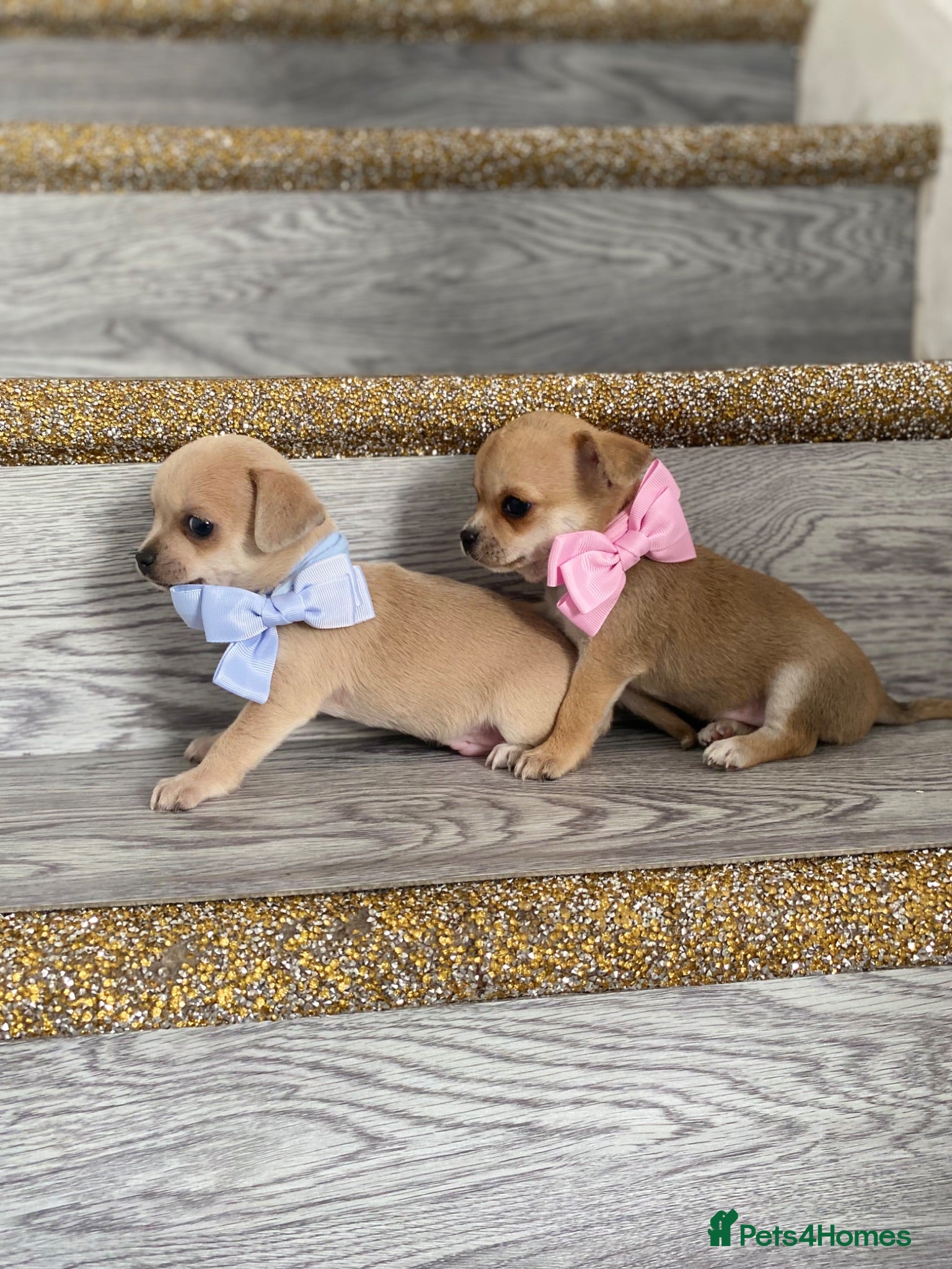 Chihuahua dogs Chihuahua puppies 1 boy💙 1 Girl 🩷 - Advert 13