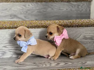 Chihuahua dogs Chihuahua puppies 1 boy💙 1 Girl 🩷 - Advert 2