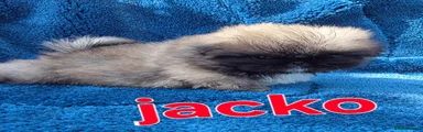 Jacko