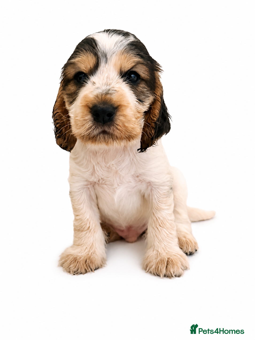 Cocker Spaniel dogs Outstanding KC Show cocker spaniel puppies - Advert 2