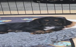 Cocker Spaniel dogs for sale: KC Registered Working Cocker Spaniels - Image 2