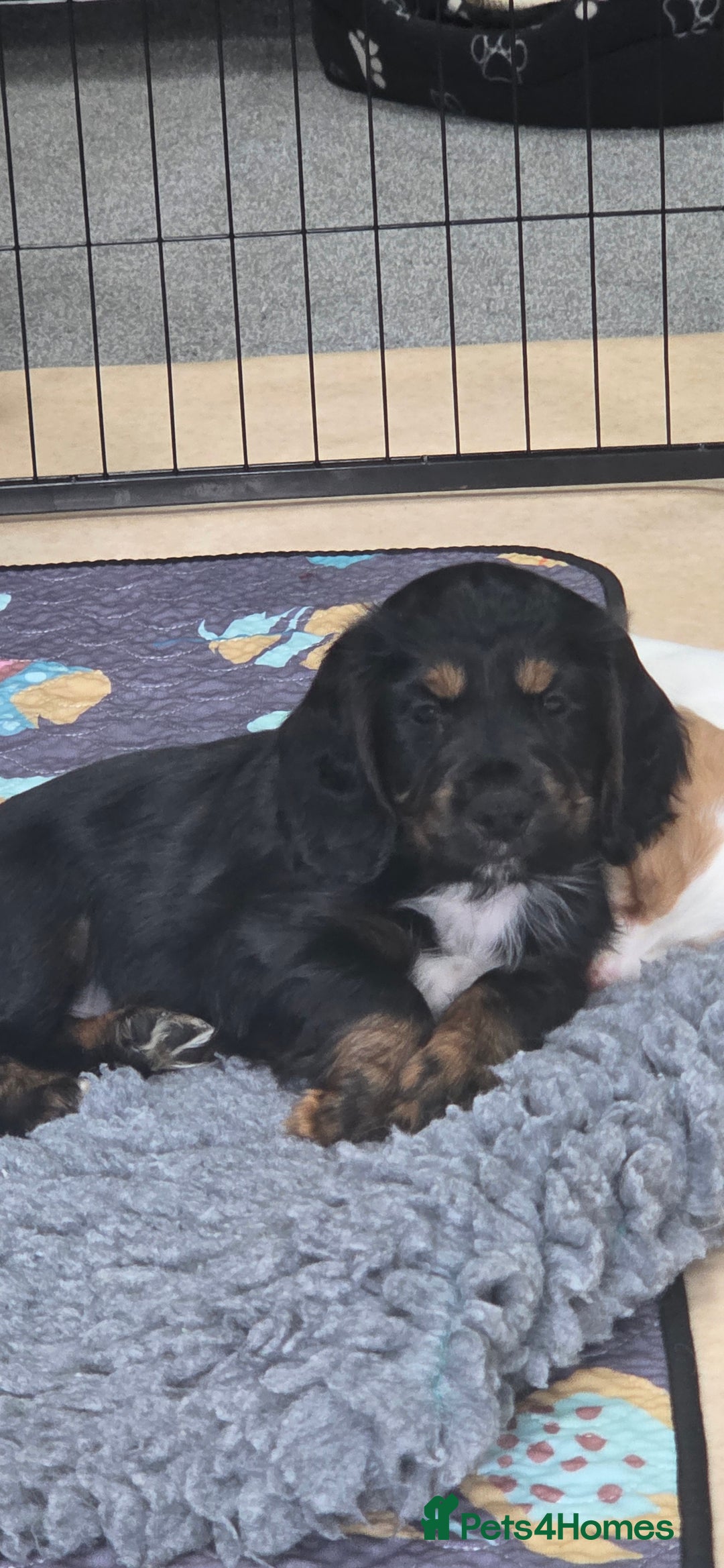 Cocker Spaniel dogs for sale: KC Registered Working Cocker Spaniels - Image 2