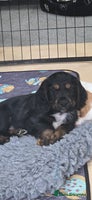Cocker Spaniel dogs - Advert 5