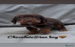 Cocker Spaniel dogs for sale: Cocker spaniel puppies for sale - Image 6