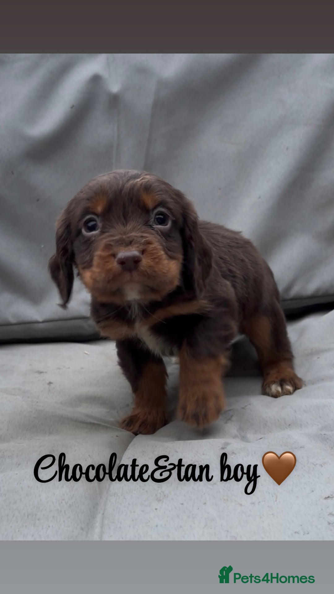 Cocker Spaniel dogs for sale: Cocker spaniel puppies for sale - Image 6