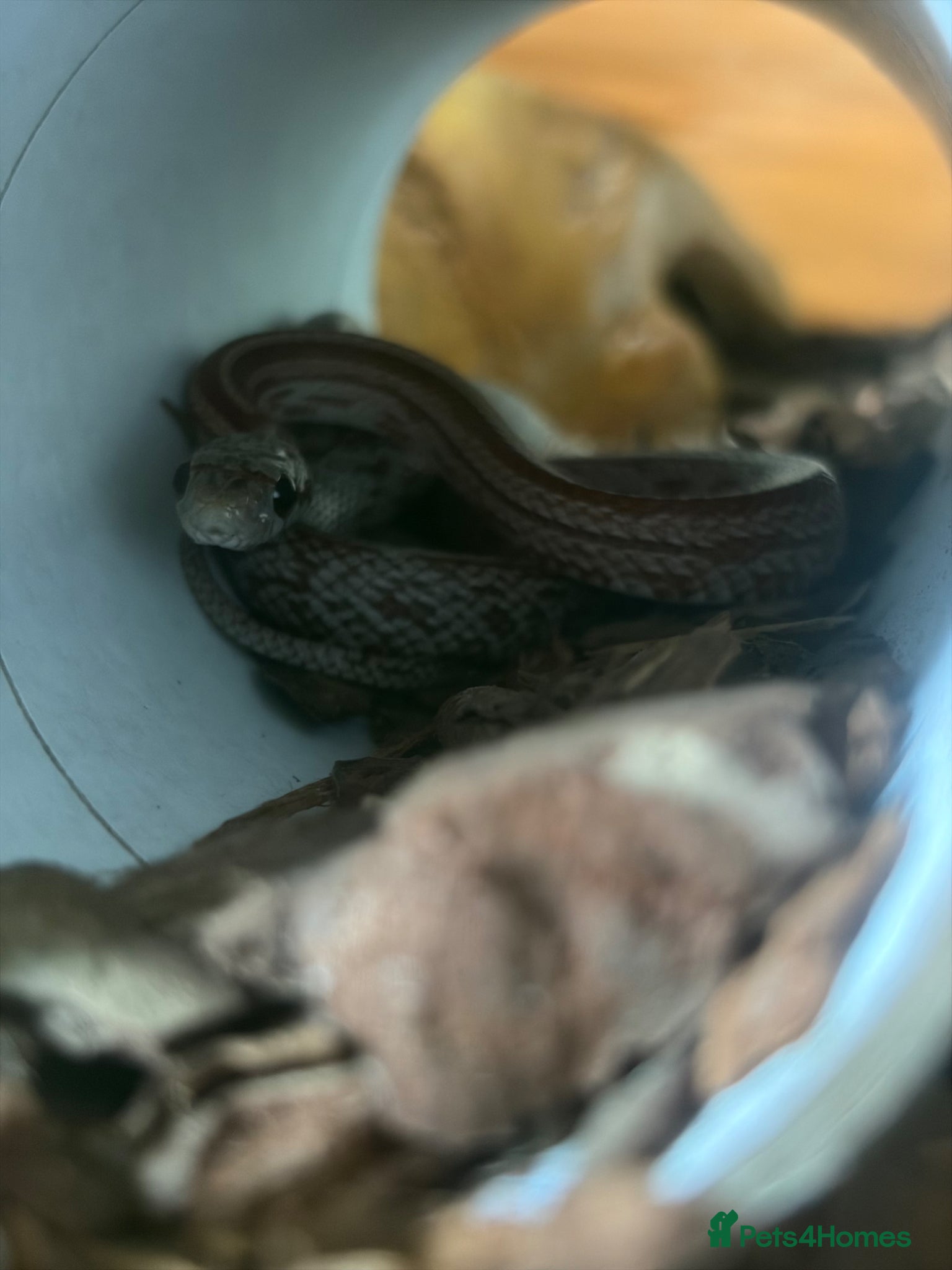 Corn Snake reptiles corn snake named mango  - Advert 4