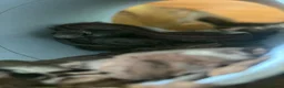 Corn Snake reptiles for sale: corn snake named mango  in Gosport - Advert 1