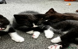 British Shorthair cats for sale: British short hair cross  - Image 14