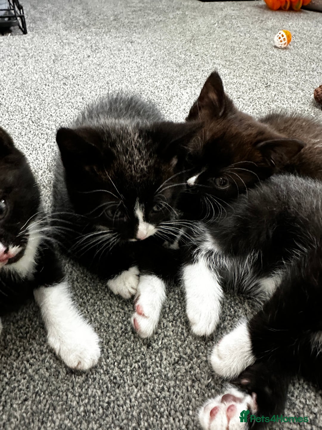 British Shorthair cats for sale: British short hair cross  - Image 14