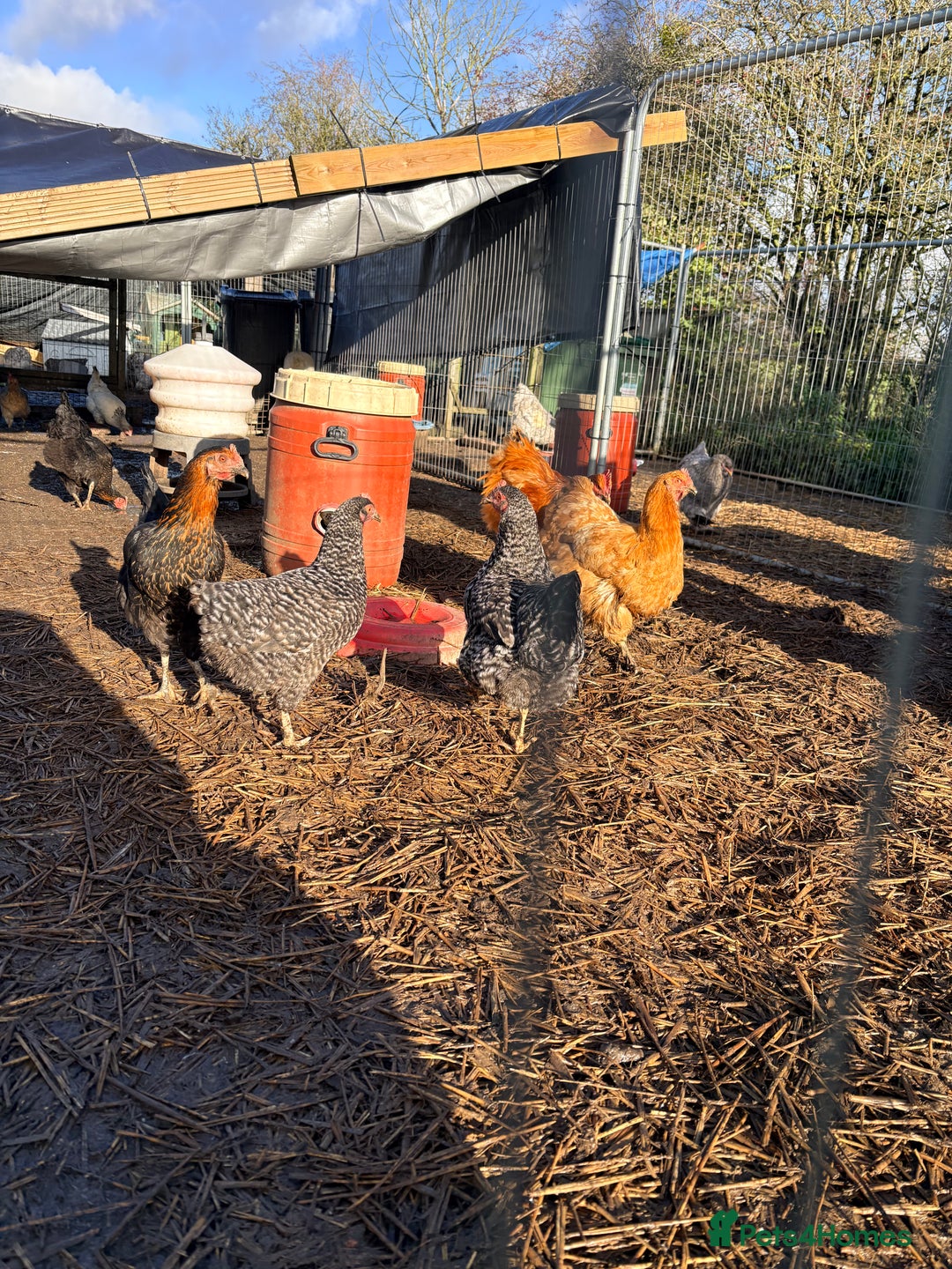 Chickens poultry for sale: Brahma  - Advert 5