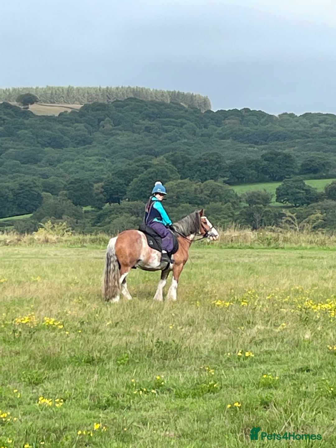 Riding pony horses for sale: 13.3hh Blagdon super cob for sale  - Advert 4